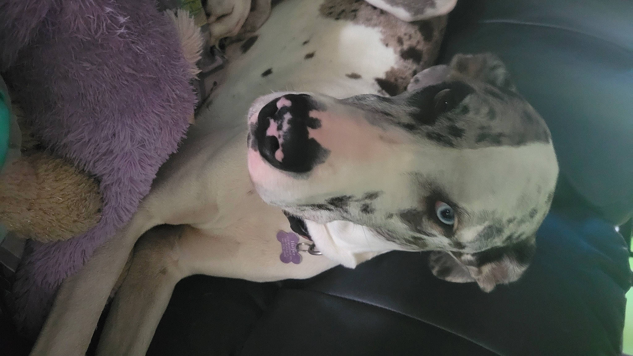 Harper joined the competition — help win amazing prizes! art, canidae, carnivore, companion_dog, dalmatian, dog, dog_breed, dress, eyelash, eyewear, fawn, feather, felidae, fur, plant, puppy, snout, sporting_group, tree, whiskers