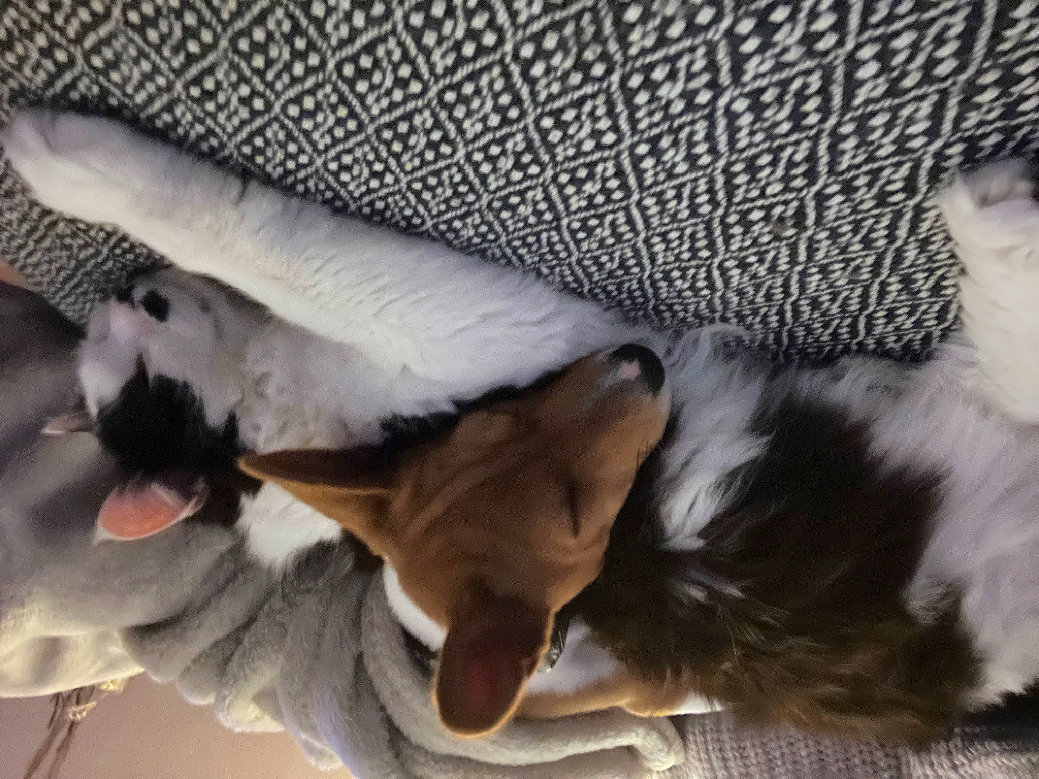 Scapin participe au concours pour gagner de l'argent avec cette photo : carnivore, comfort, companion_dog, couch, dog, dog_breed, fawn, felidae, finger, foot, fur, gesture, grey, nail, paw, small_to_medium_sized_cats, snout, sporting_group, tail, whiskers