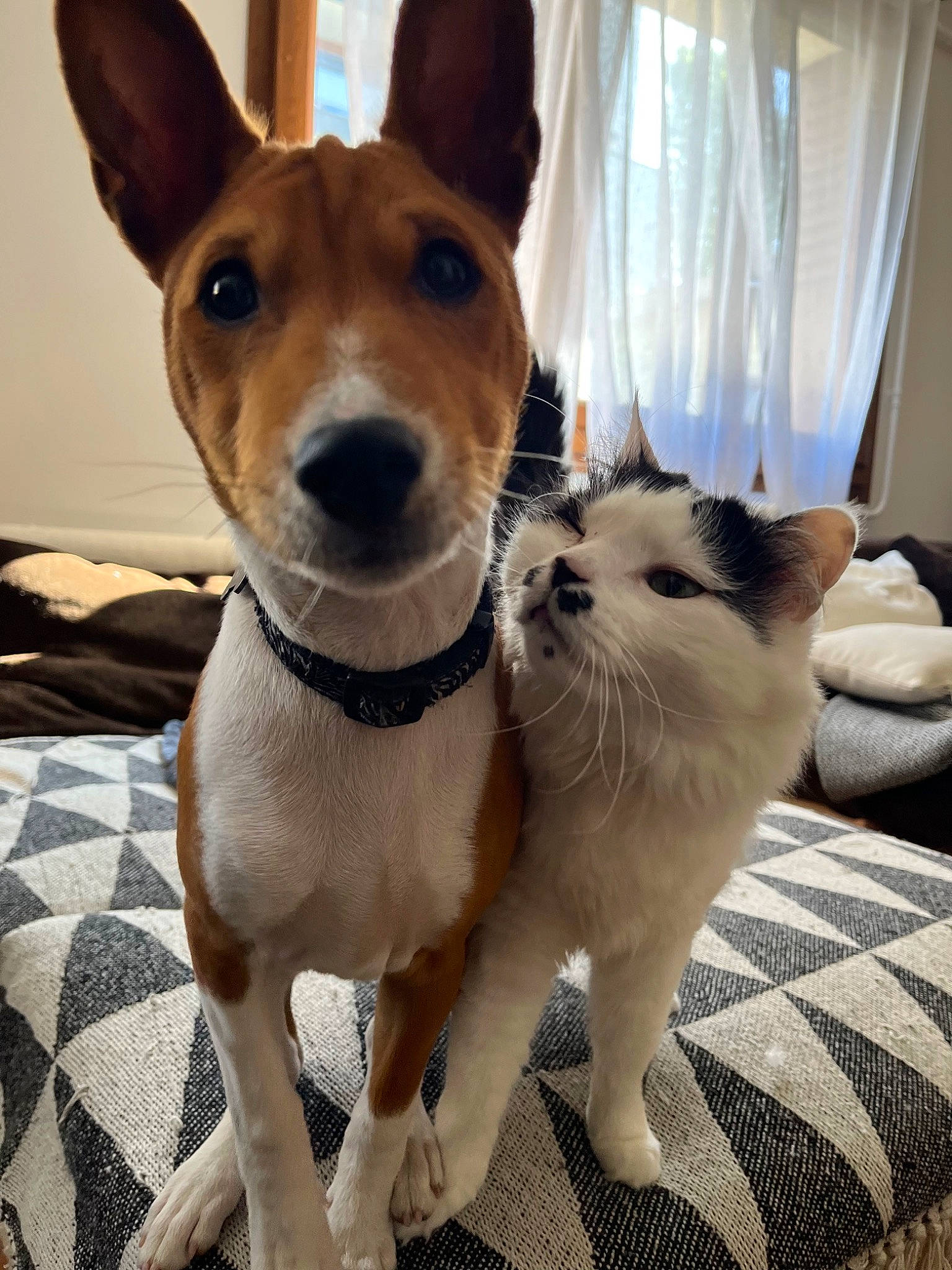 Scapin a rejoint le concours — aidez-le/la à gagner de superbes lots ! canidae, carnivore, collar, companion_dog, curtain, dog, dog_breed, dog_collar, fawn, felidae, fur, siamese, small_to_medium_sized_cats, snout, sporting_group, tail, thai, whiskers, window, working_animal