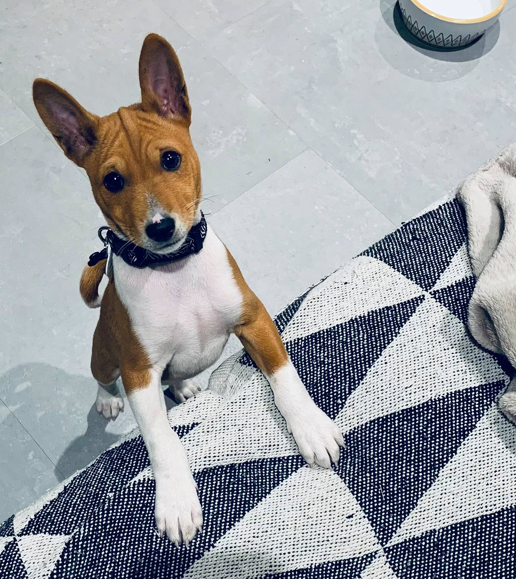 Scapin a rejoint le concours — aidez-le/la à gagner de superbes lots ! canidae, carnivore, collar, comfort, companion_dog, dog, dog_breed, dog_supply, fawn, flooring, hound, pattern, paw, snout, sporting_group, tail, terrestrial_animal, terrier, toy_dog, working_animal