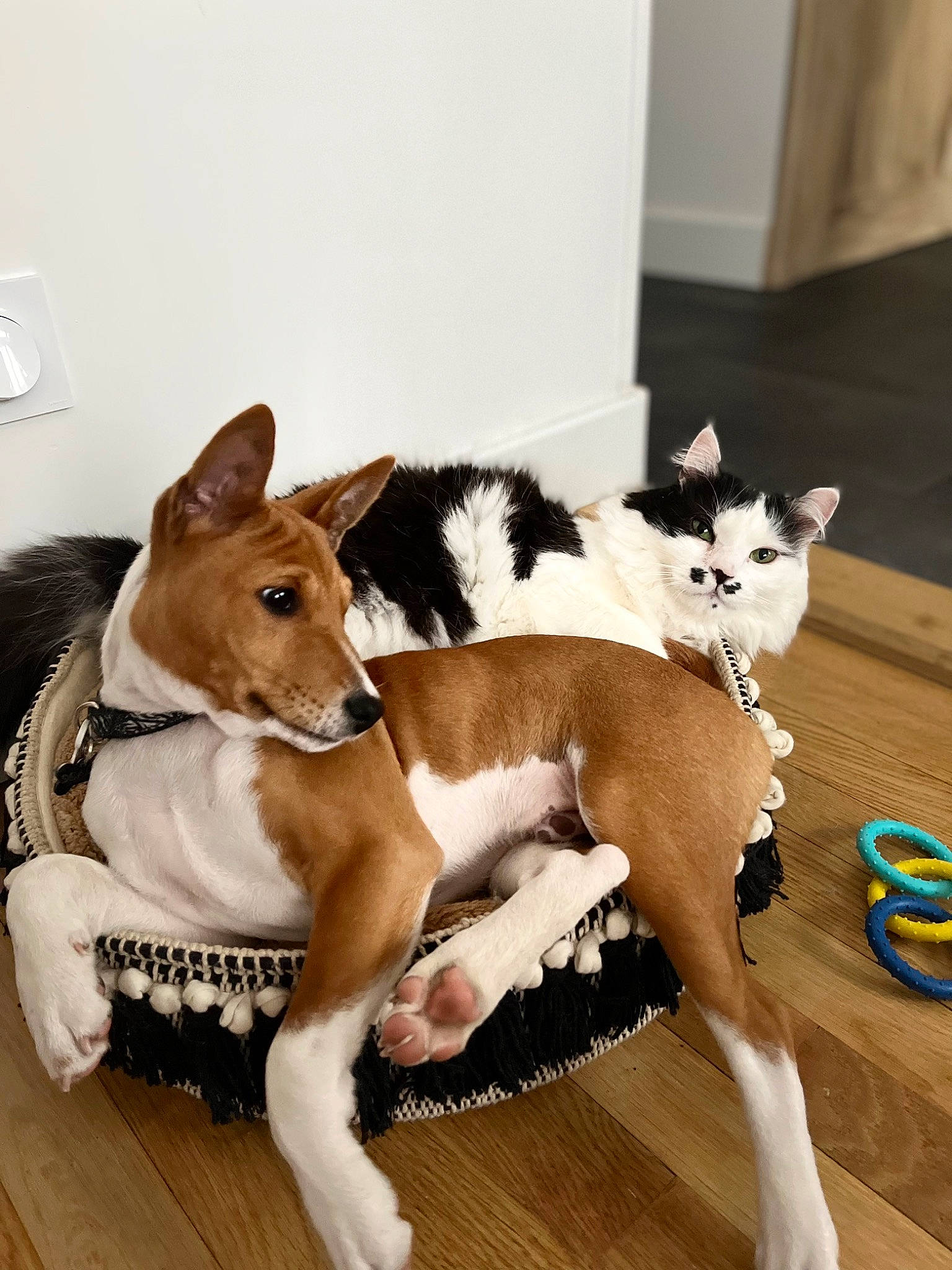 Scapin participe au concours pour gagner de l'argent avec cette photo : basenji, carnivore, cat, comfort, companion_dog, dog, dog_breed, fawn, flooring, fur, hardwood, human_leg, paw, snout, sporting_group, tail, terrestrial_animal, whiskers, wood, working_animal