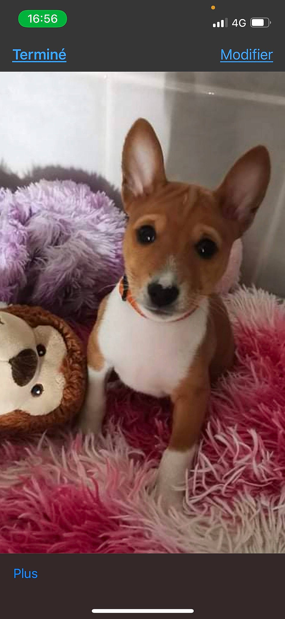 Scapin a rejoint le concours — aidez-le/la à gagner de superbes lots ! canidae, carnivore, comfort, companion_dog, dog, dog_breed, dog_supply, ear, fawn, fur, paw, pet_supply, pink, snout, tail, toy, toy_dog, vertebrate, whiskers, working_animal