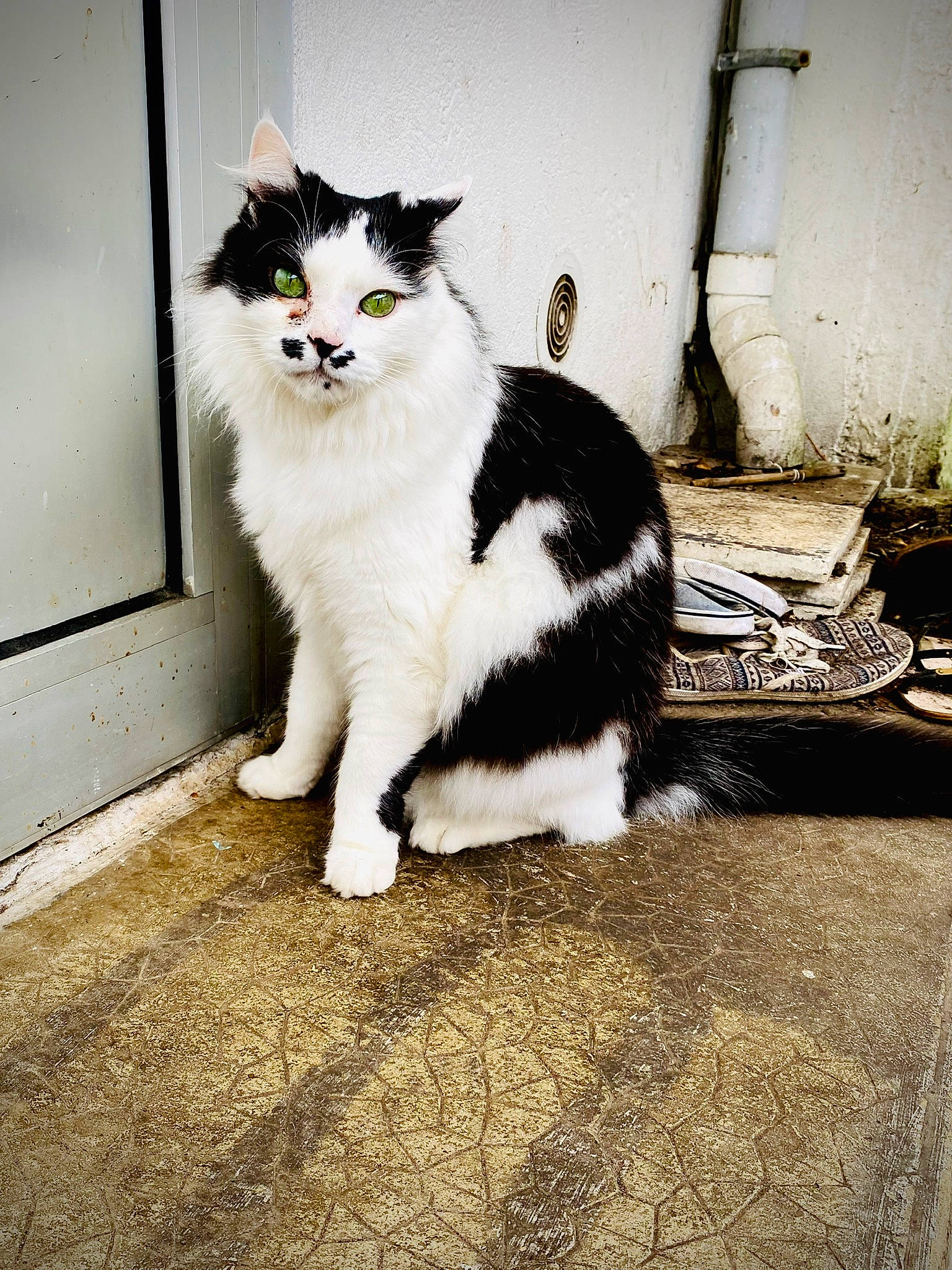 Gros Mouss participe au concours pour gagner de l'argent avec cette photo : carnivore, cat, domestic_short_haired_cat, eye, felidae, floor, flooring, fur, human_leg, leg, monochrome_photography, paw, road_surface, small_to_medium_sized_cats, snout, tail, tints_and_shades, whiskers, window, wood