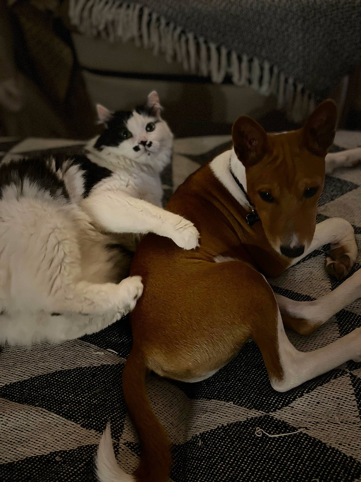 Gros Mouss a rejoint le concours — aidez-le/la à gagner de superbes lots ! basenji, canidae, carnivore, comfort, companion_dog, dog, dog_bed, dog_breed, fawn, felidae, fur, paw, small_to_medium_sized_cats, snout, sporting_group, tail, toy_dog, whiskers, wood, working_animal