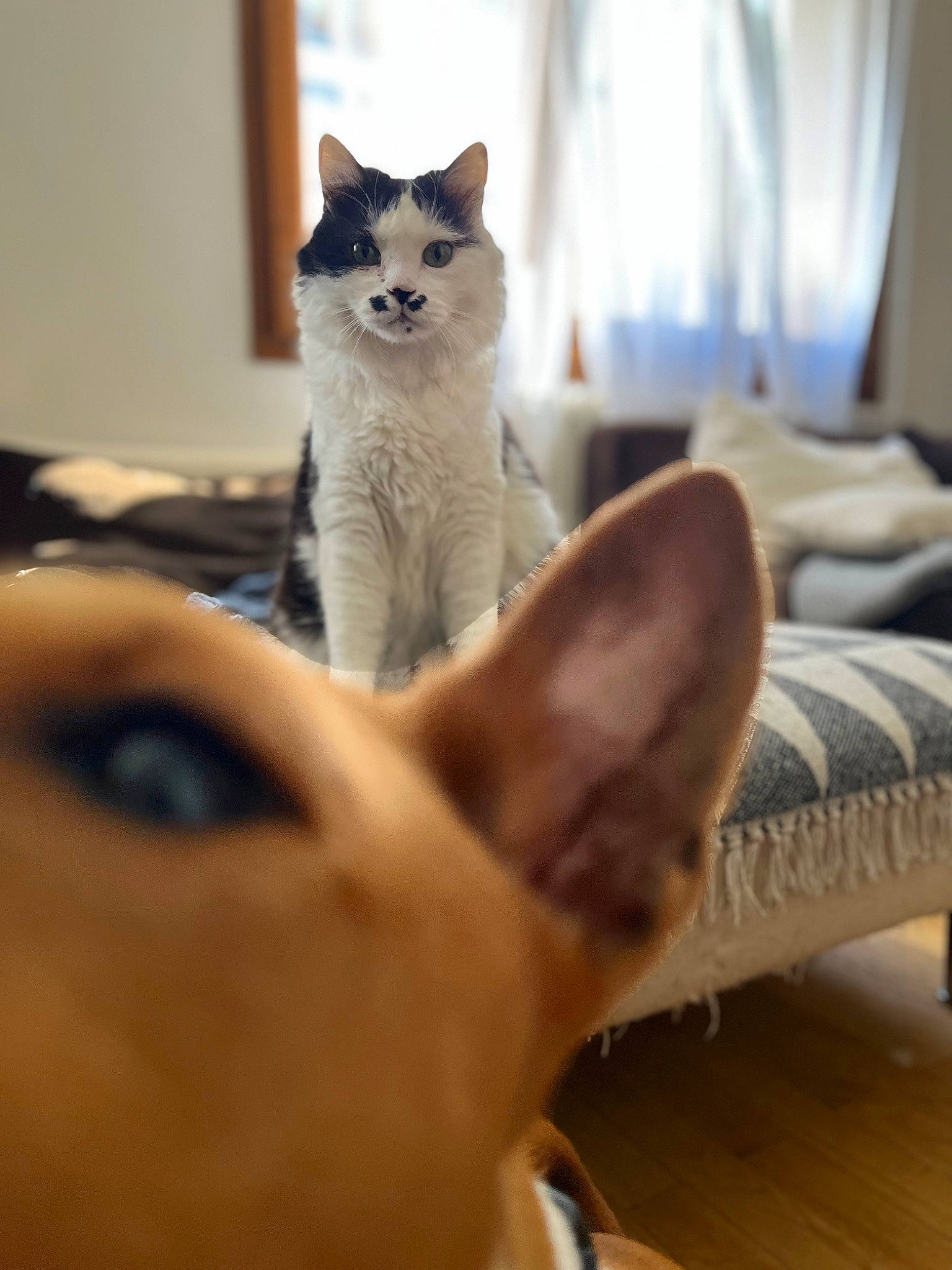 Gros Mouss a rejoint le concours — aidez-le/la à gagner de superbes lots ! carnivore, cat, comfort, curtain, domestic_short_haired_cat, ear, fawn, felidae, flooring, fur, grey, hardwood, paw, sitting, small_to_medium_sized_cats, snout, tail, whiskers, white, wood