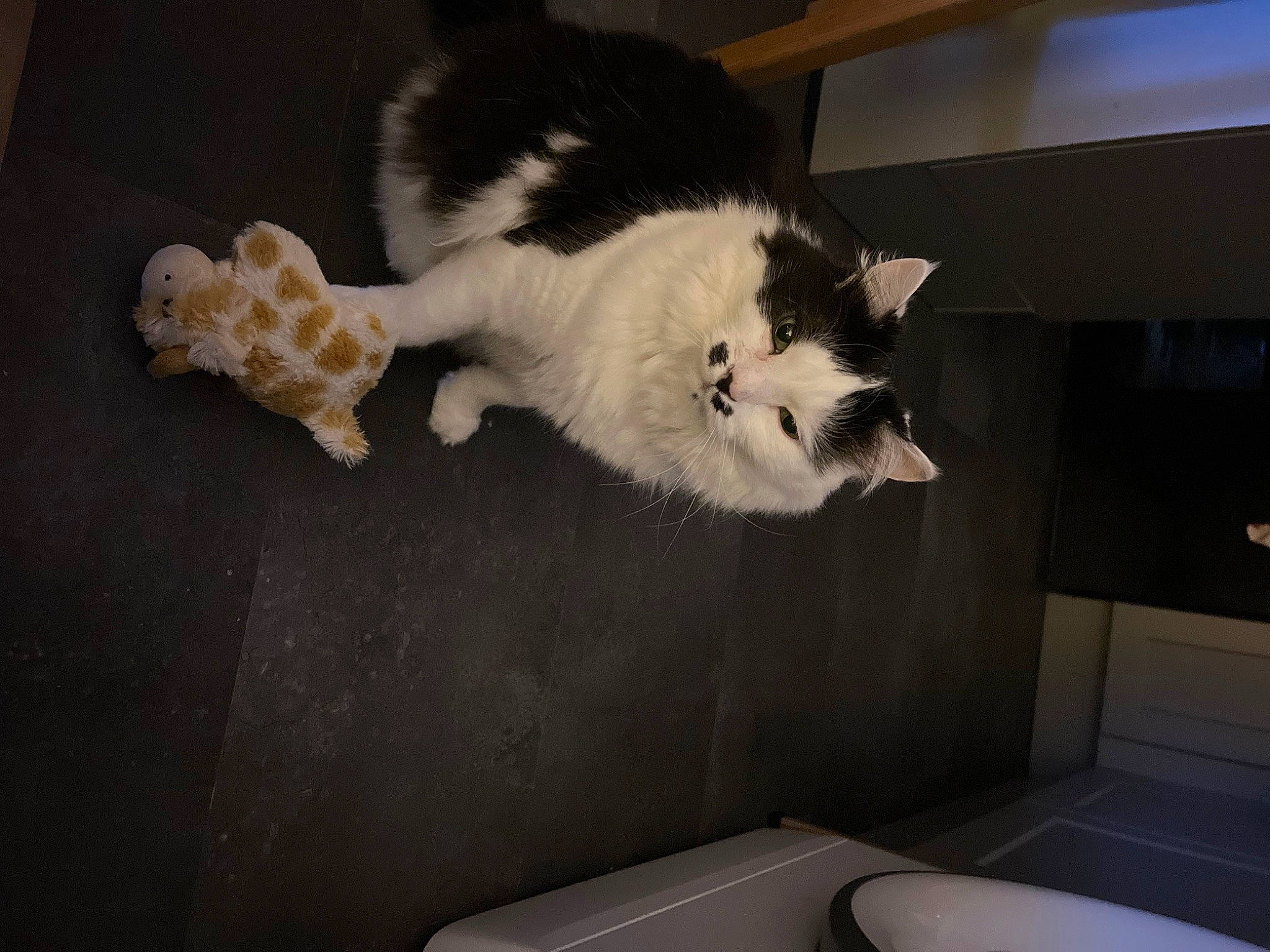 Gros Mouss participe au concours pour gagner de l'argent avec cette photo : canidae, carnivore, cat, claw, companion_dog, dog_breed, domestic_short_haired_cat, felidae, floor, flooring, fur, hardwood, paw, room, small_to_medium_sized_cats, snout, sporting_group, tail, whiskers, wood