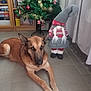 Kira a rejoint le concours — aidez-le/la à gagner de superbes lots ! dog, german_shepherd, christmas_tree, gnome, holiday, decoration, indoor, floor, tile_floor, curtains, bookshelf, ornaments, tinsel, festive, brown_dog, pet, relaxed, home, holiday_decor, christmas
