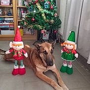Kira participe au concours pour gagner de l'argent avec cette photo : dog, german_shepherd, elf_doll, christmas_tree, holiday_decor, indoor, floor, bookshelf, toy, festive, ornaments, curtain, radiator, tile_floor, decorations, green, red, brown, relaxed, pet