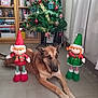 dog, german_shepherd, elf_doll, christmas_tree, holiday_decor, indoor, floor, bookshelf, toy, festive, ornaments, curtain, radiator, tile_floor, decorations, green, red, brown, relaxed, pet