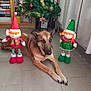 Kira participe au concours pour gagner de l'argent avec cette photo : dog, german_shepherd, christmas_tree, elf_doll, holiday_decor, indoor, floor, toy, festive, decoration, green, red, tinsel, ornament, curtain, bookshelf, home, pet, animal, christmas