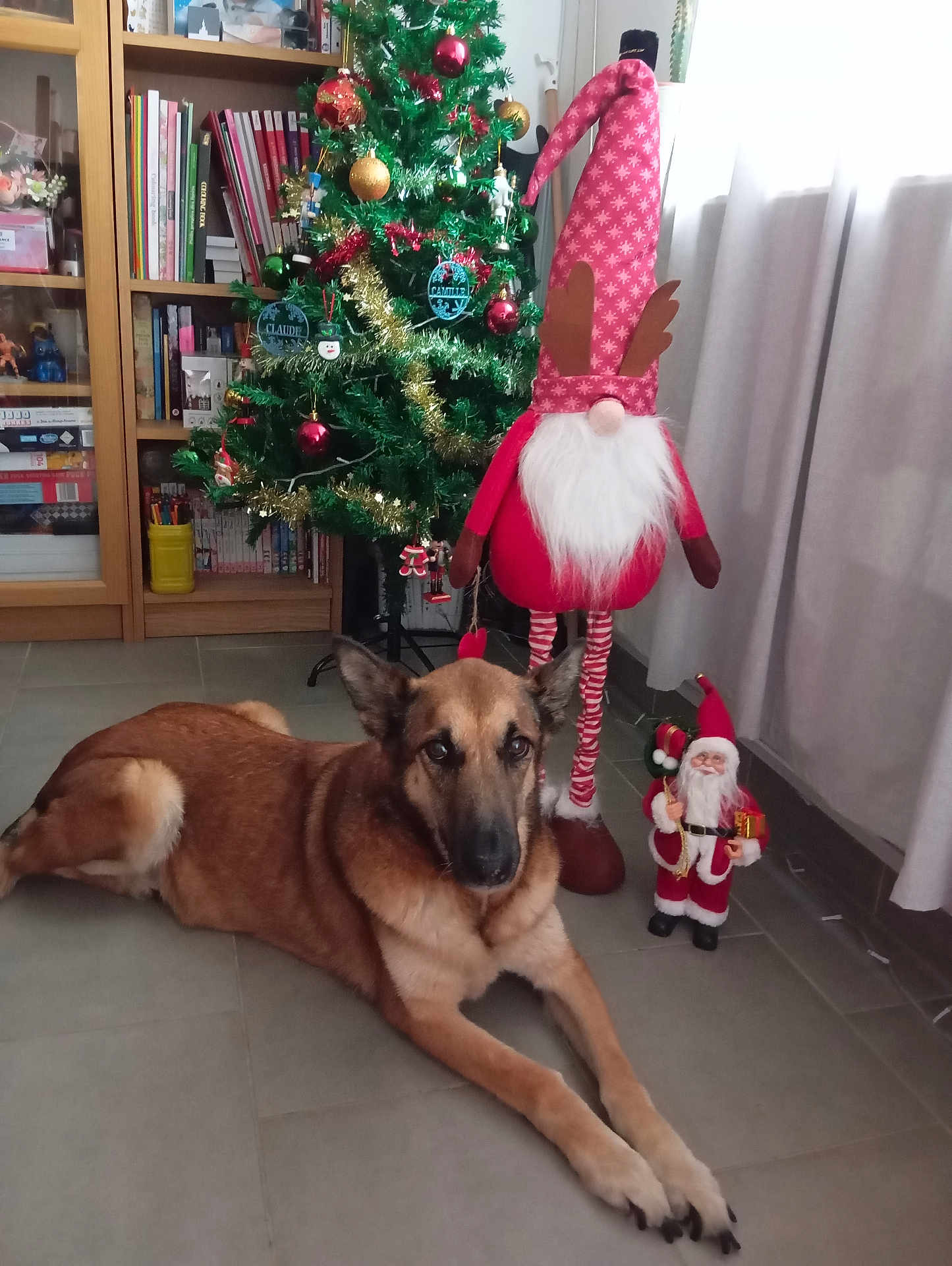 Kira participe au concours pour gagner de l'argent avec cette photo : dog, german_shepherd, christmas_tree, ornaments, holiday_decor, indoor, floor, curtains, bookshelf, books, figurines, santa_claus, decorations, tinsel, red, green, white, festive, pet, relaxed