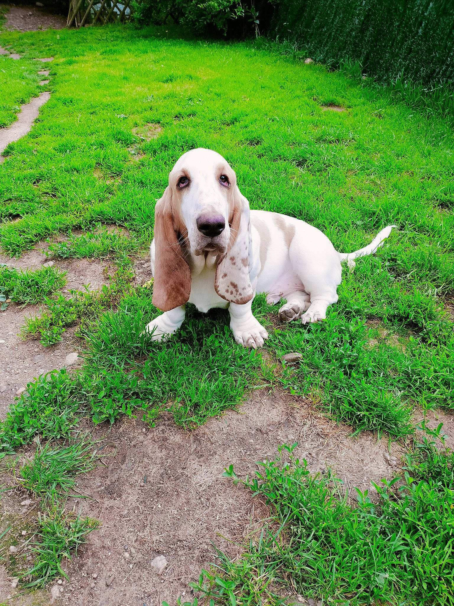 Swiffer a rejoint le concours — aidez-le/la à gagner de superbes lots ! canidae, carnivore, companion_dog, dog, dog_breed, fawn, grass, groundcover, gun_dog, hunting_dog, labrador_retriever, pet_supply, plant, puppy, retriever, snout, sporting_group, tail, terrestrial_animal, working_animal