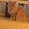 cat, orange_cat, fluffy, long_hair, feline, pet, sitting, indoors, wooden_cabinet, furniture, window, warm_lighting, portrait, serious_expression, whiskers, ears, paws, fur, home, animal