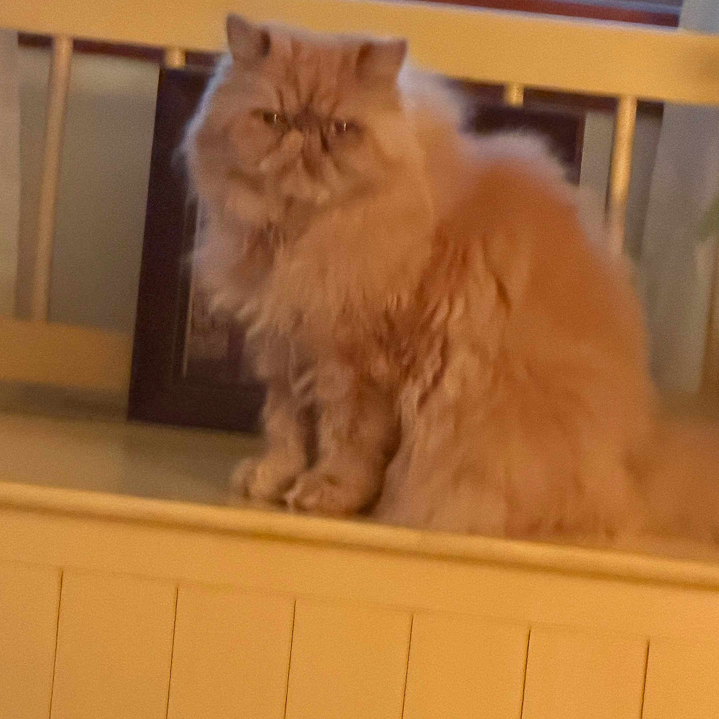 Mitzi
