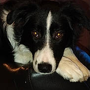 Nounours a rejoint le concours — aidez-le/la à gagner de superbes lots ! dog, black_and_white, border_collie, pet, animal, face, eyes, fur, resting, close_up, portrait, indoor, leather, paws, cute, canine, mammal, looking, head, expression