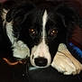 animal, black_and_white, border_collie, canine, close_up, cute, dog, expression, eyes, face, fur, head, indoor, leather, looking, mammal, paws, pet, portrait, resting