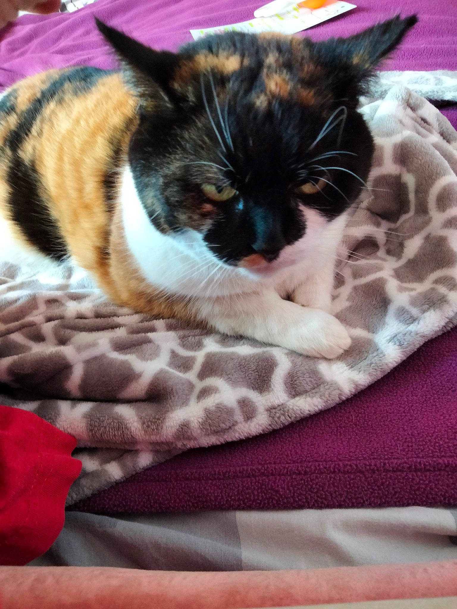 Éclair participe au concours pour gagner de l'argent avec cette photo : bag, bedding, carnivore, cat, comfort, domestic_short_haired_cat, felidae, flooring, fur, linens, magenta, nap, pattern, paw, plaid, small_to_medium_sized_cats, tail, textile, whiskers, woven_fabric