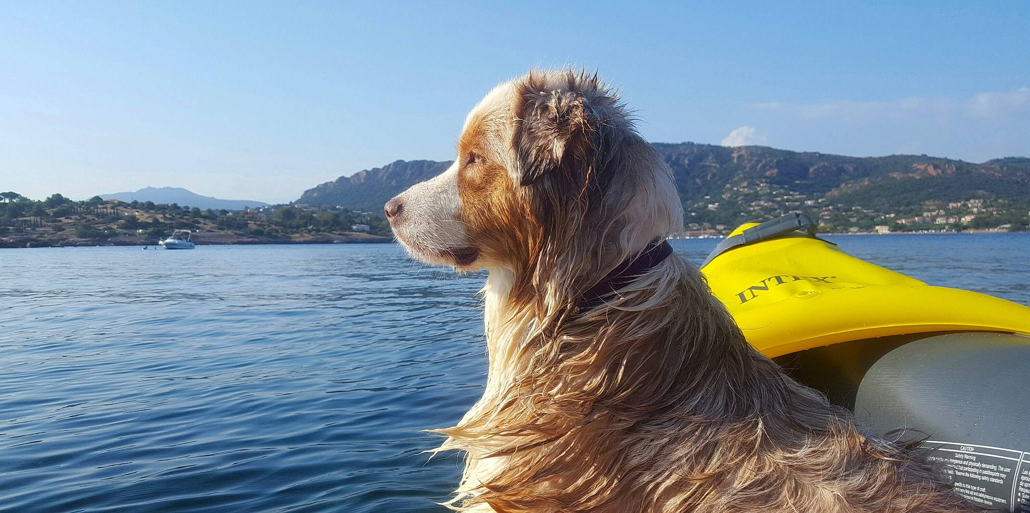 Opaline a rejoint le concours — aidez-le/la à gagner de superbes lots ! canidae, carnivore, cocker_spaniel, companion_dog, dog, dog_breed, hovawart, mammal, nova_scotia_duck_tolling_retriever, retriever, spaniel, sporting_group