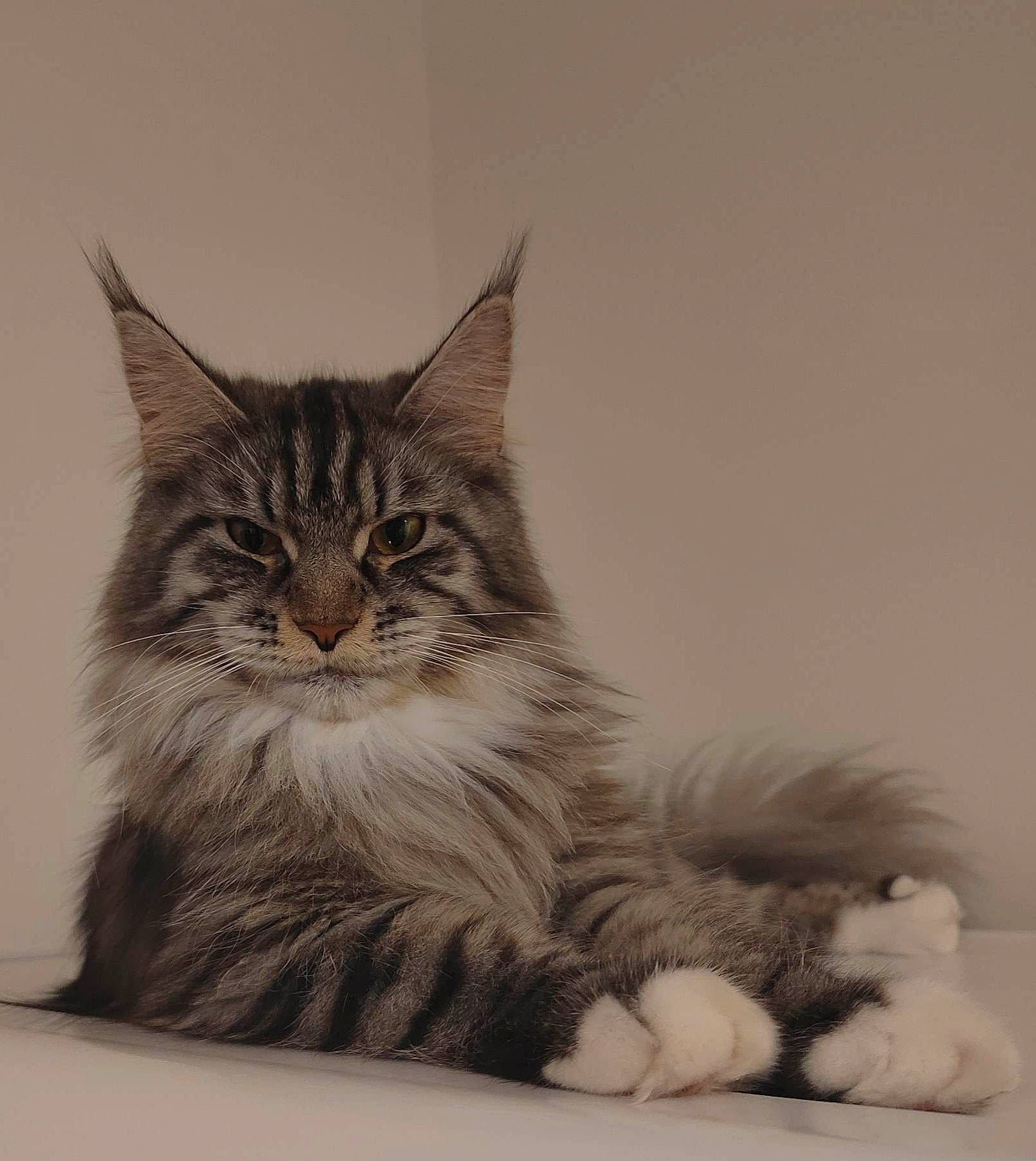 Eglantine a rejoint le concours — aidez-le/la à gagner de superbes lots ! art, carnivore, cat, claw, domestic_short_haired_cat, eye, felidae, fur, grey, iris, maine_coon, monochrome, monochrome_photography, paw, small_to_medium_sized_cats, snout, tail, terrestrial_animal, whiskers, wildlife