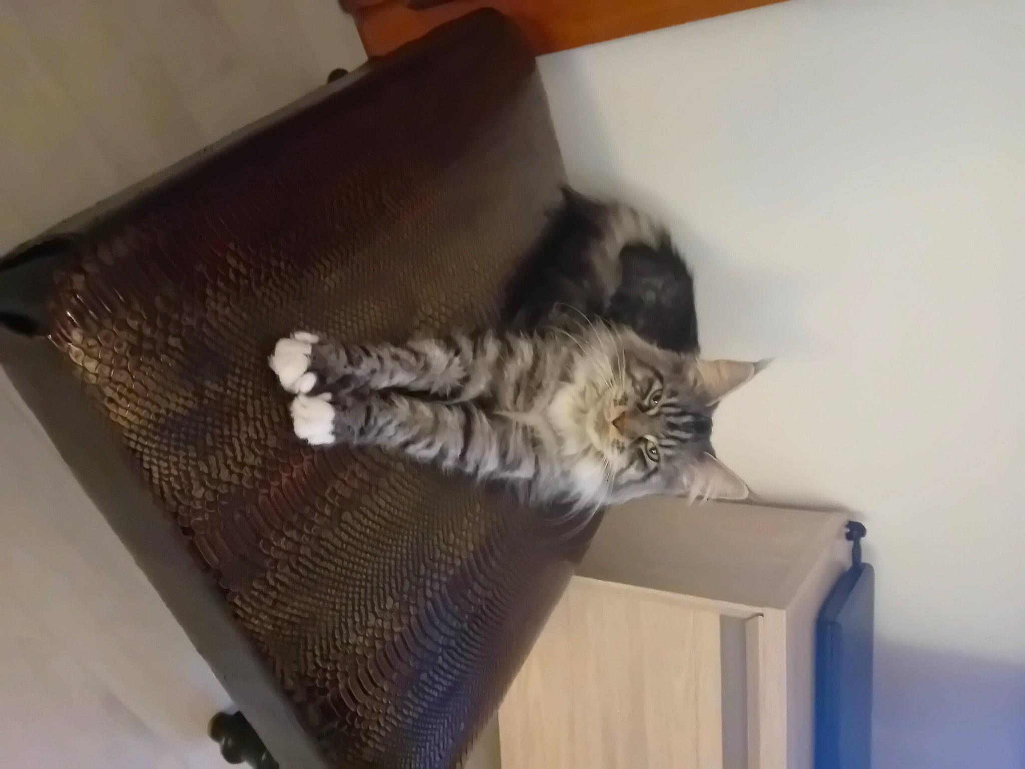 Eglantine participe au concours pour gagner de l'argent avec cette photo : cardboard, carnivore, cat, comfort, domestic_short_haired_cat, felidae, flooring, fur, grey, hardwood, paw, room, small_to_medium_sized_cats, tail, whiskers, wood