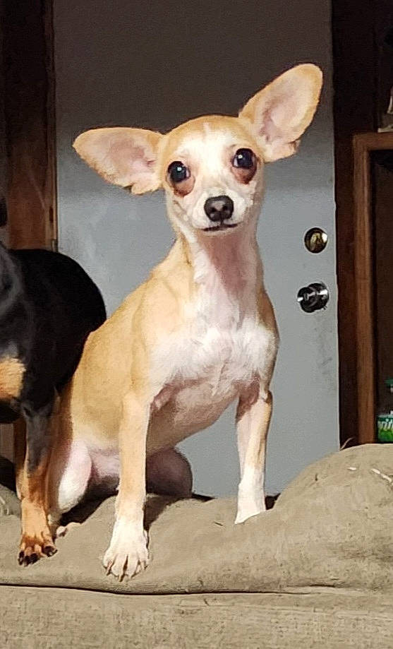 Bella is registered to the contest to win money with this photo: canidae, carnivore, chihuahua, companion_dog, corgi_chihuahua, dog, dog_breed, door, ear, fawn, fur, non_sporting_group, paw, russkiy_toy, snout, sporting_group, terrestrial_animal, toy_dog, whiskers, working_animal