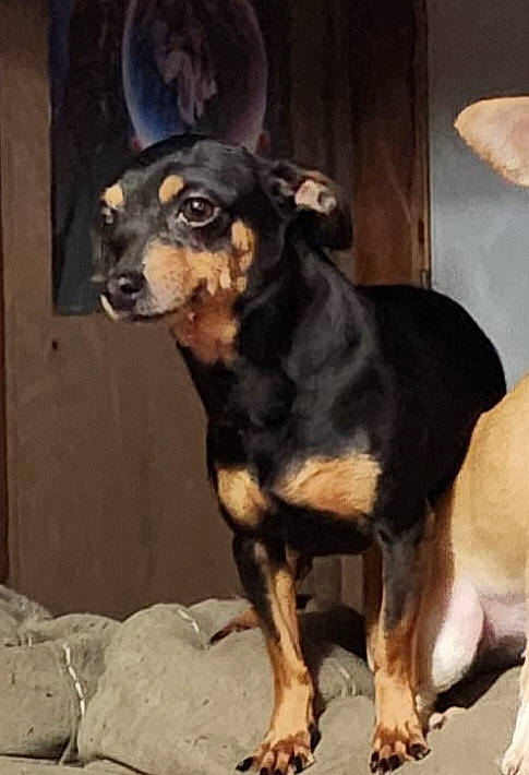 Buggy is registered to the contest to win money with this photo: art, beaglier, canidae, carnivore, companion_dog, dog, dog_breed, fawn, guard_dog, hound, hunting_dog, snout, sporting_group, terrestrial_animal, whiskers, working_animal, working_dog