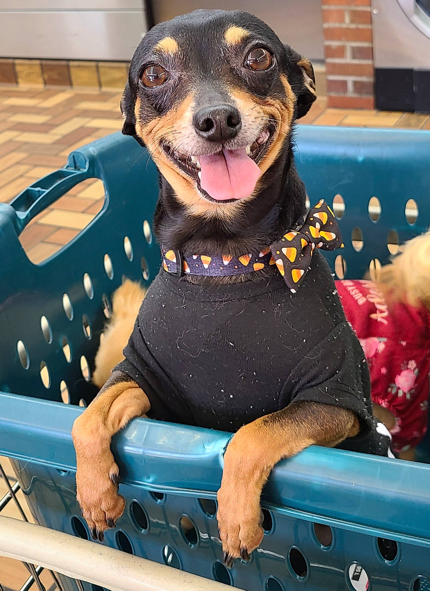 Buggy joined the competition — help win amazing prizes! art, blue, carnivore, collar, companion_dog, dog, dog_breed, dog_collar, dog_supply, fawn, guard_dog, lifejacket, pattern, pet_supply, pinscher, sitting, snout, terrestrial_animal, toy_dog, working_animal