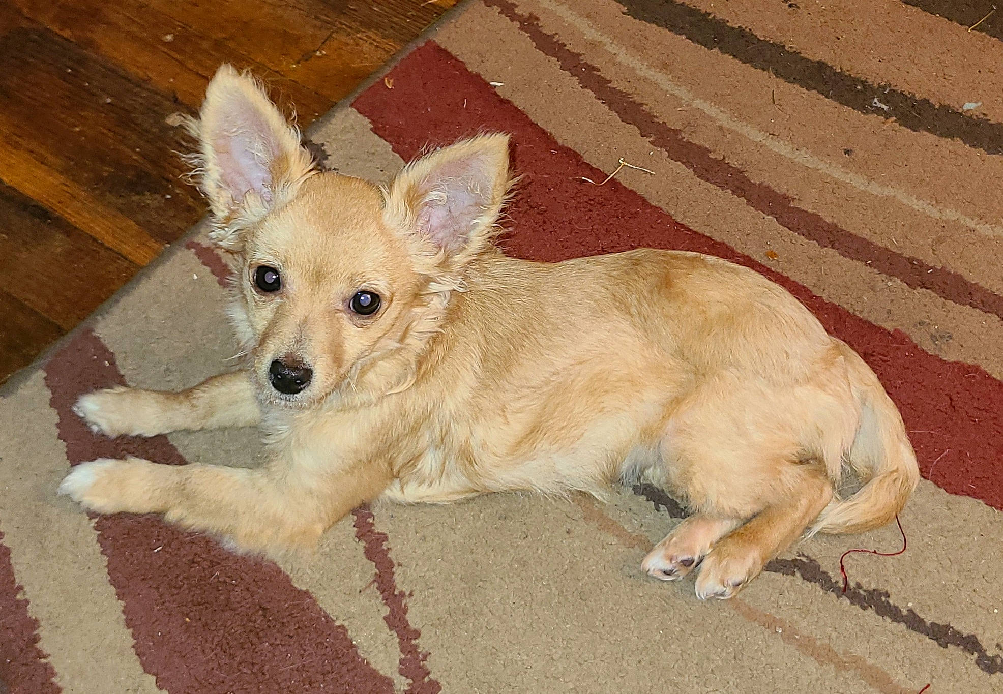 Daisy Ray is registered to the contest to win money with this photo: canidae, carnivore, companion_dog, dog, dog_breed, dog_supply, fawn, flooring, fur, hardwood, paw, puppy, snout, sporting_group, tail, terrestrial_animal, toy_dog, whiskers, wood, working_animal