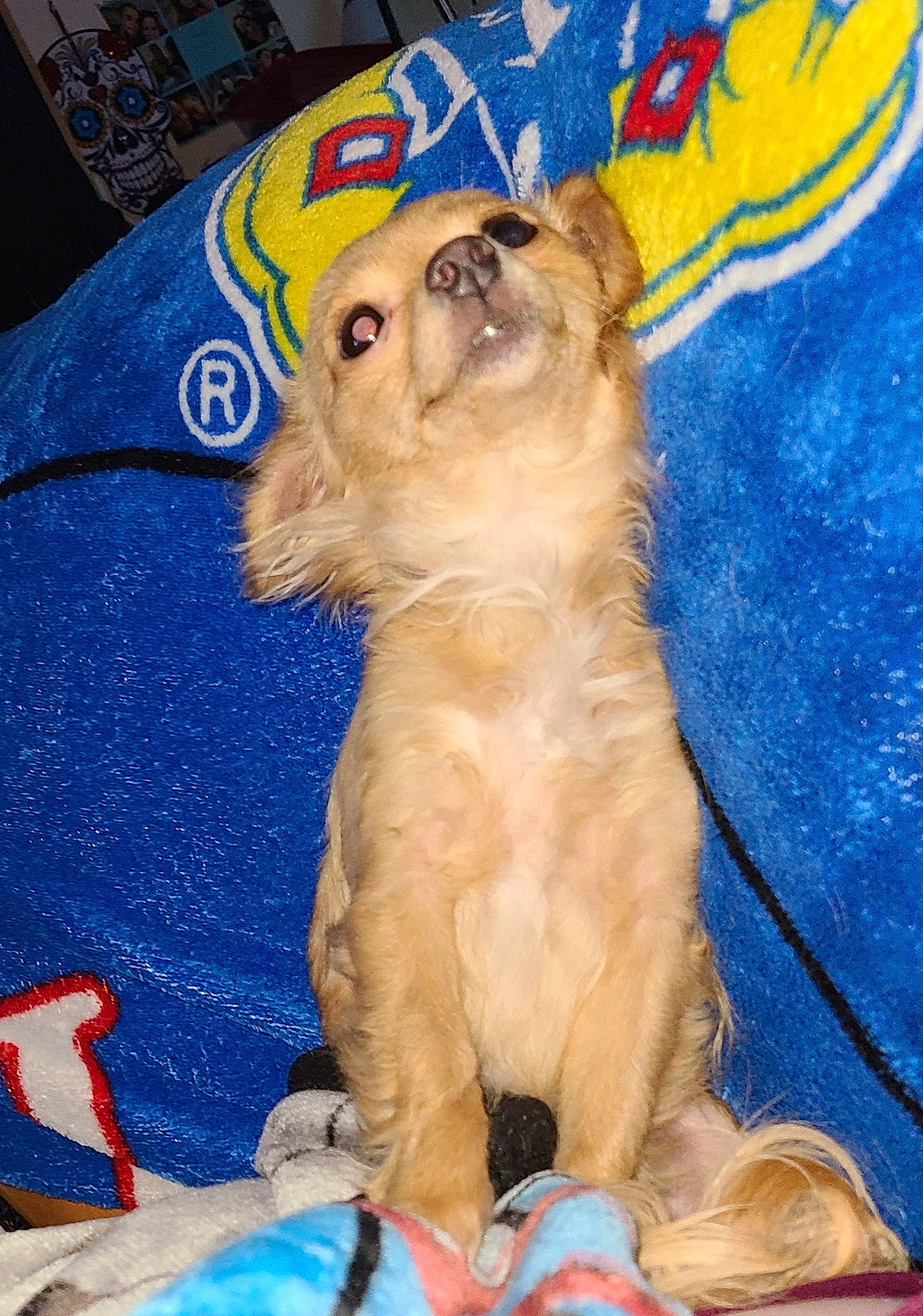 Daisy Ray joined the competition — help win amazing prizes! blue, canidae, carnivore, companion_dog, dog, dog_breed, dog_supply, electric_blue, fang, fawn, felidae, fur, paw, pet_supply, snout, sporting_group, tail, toy_dog, whiskers, working_animal