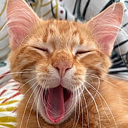 Winston a rejoint le concours — aidez-le/la à gagner de superbes lots ! animal, blanket, cat, close_up, cute, ears, face, feline, fur, indoor, mouth_open, nose, orange_tabby, pattern, pet, relaxed, sleepy, soft, whiskers, yawning