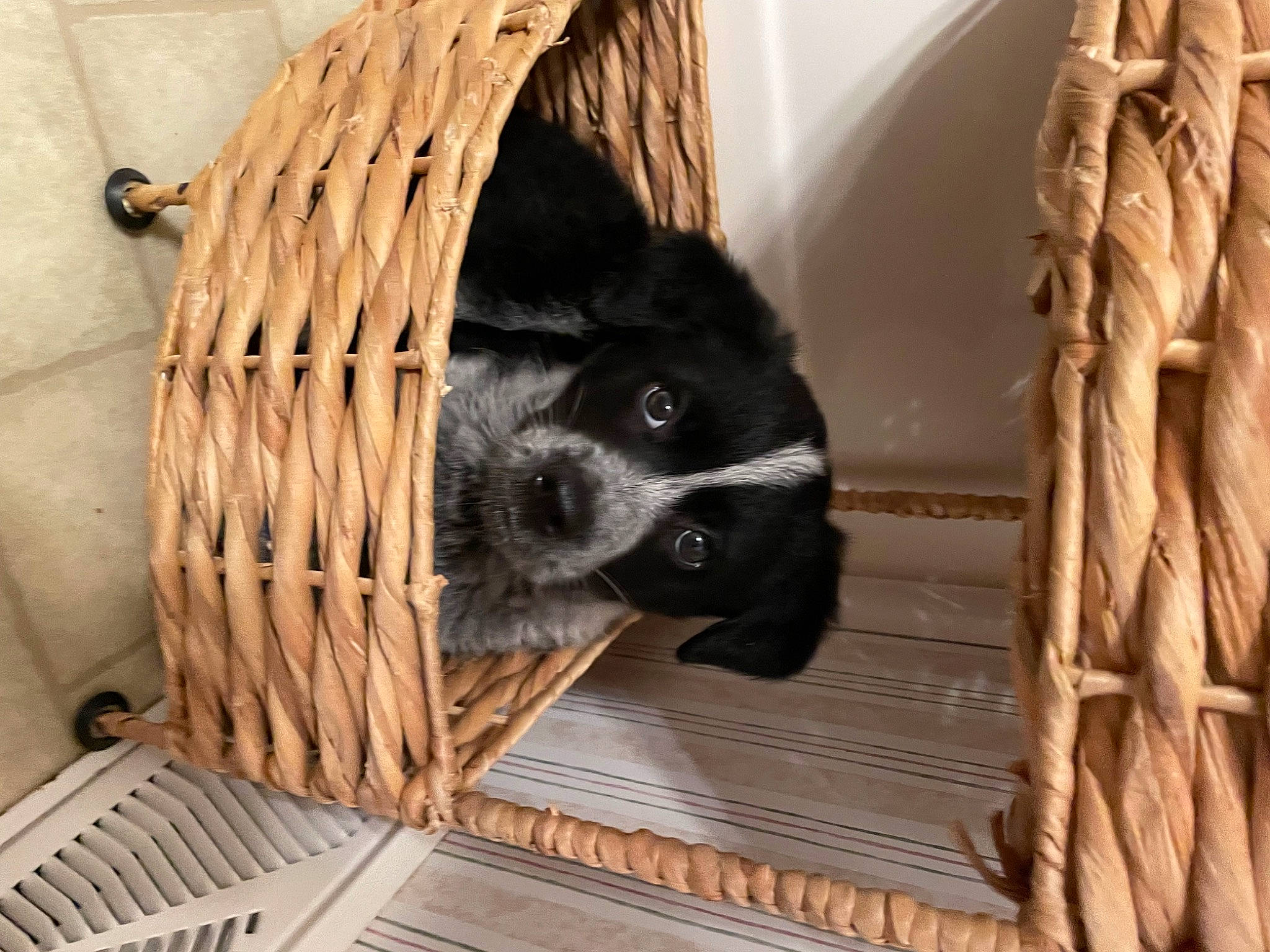 Asher is registered to the contest to win money with this photo: animal_shelter, cage, canidae, carnivore, companion_dog, dog, dog_breed, flooring, fur, hardwood, pet_supply, room, snout, sporting_group, terrestrial_animal, whiskers, window, wood, working_animal