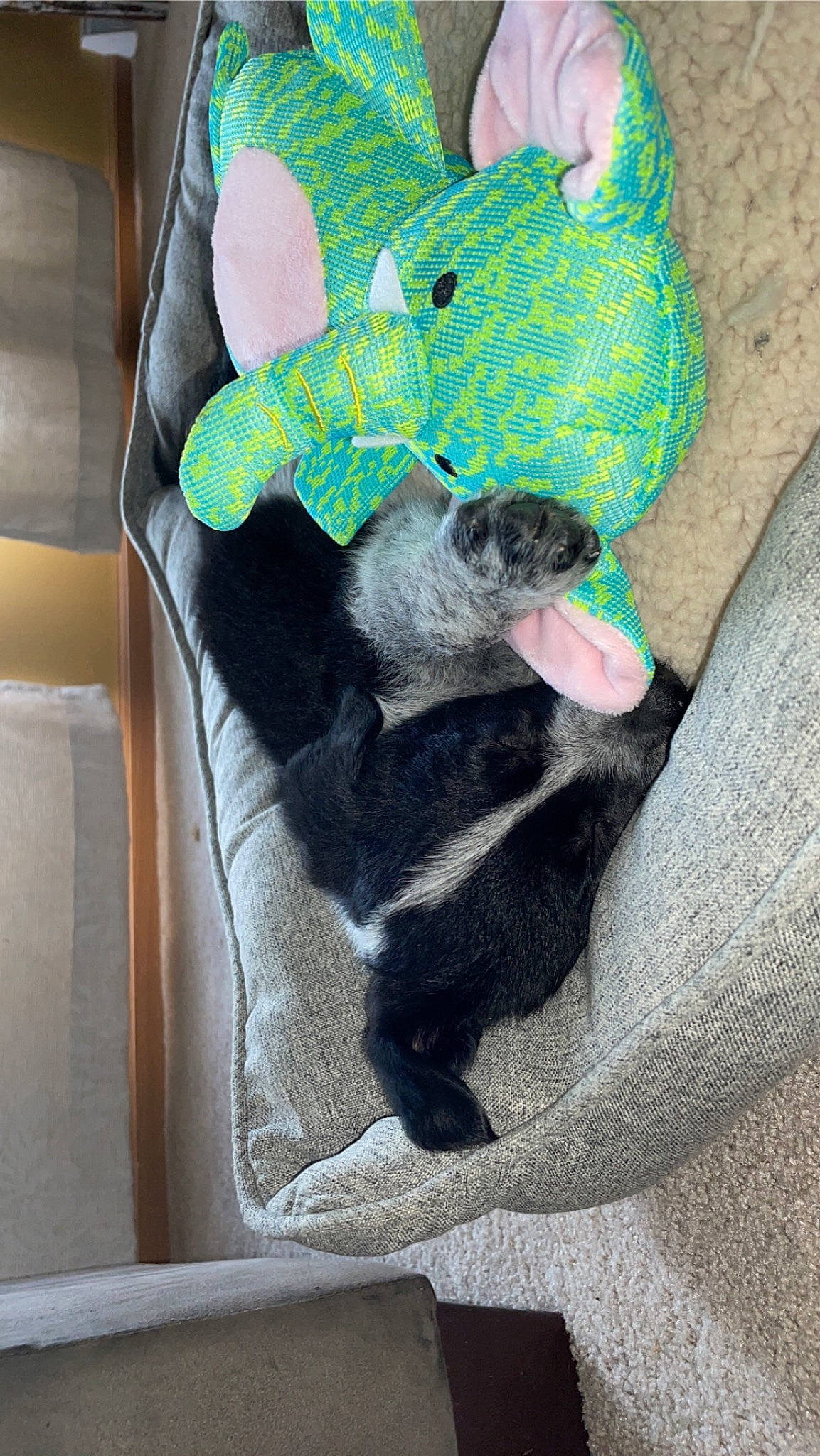 Asher joined the competition — help win amazing prizes! canidae, carnivore, comfort, companion_dog, dog, dog_breed, dog_supply, fashion_accessory, felidae, foot, fur, grey, paw, pet_supply, small_to_medium_sized_cats, snout, sporting_group, tail, whiskers, working_animal