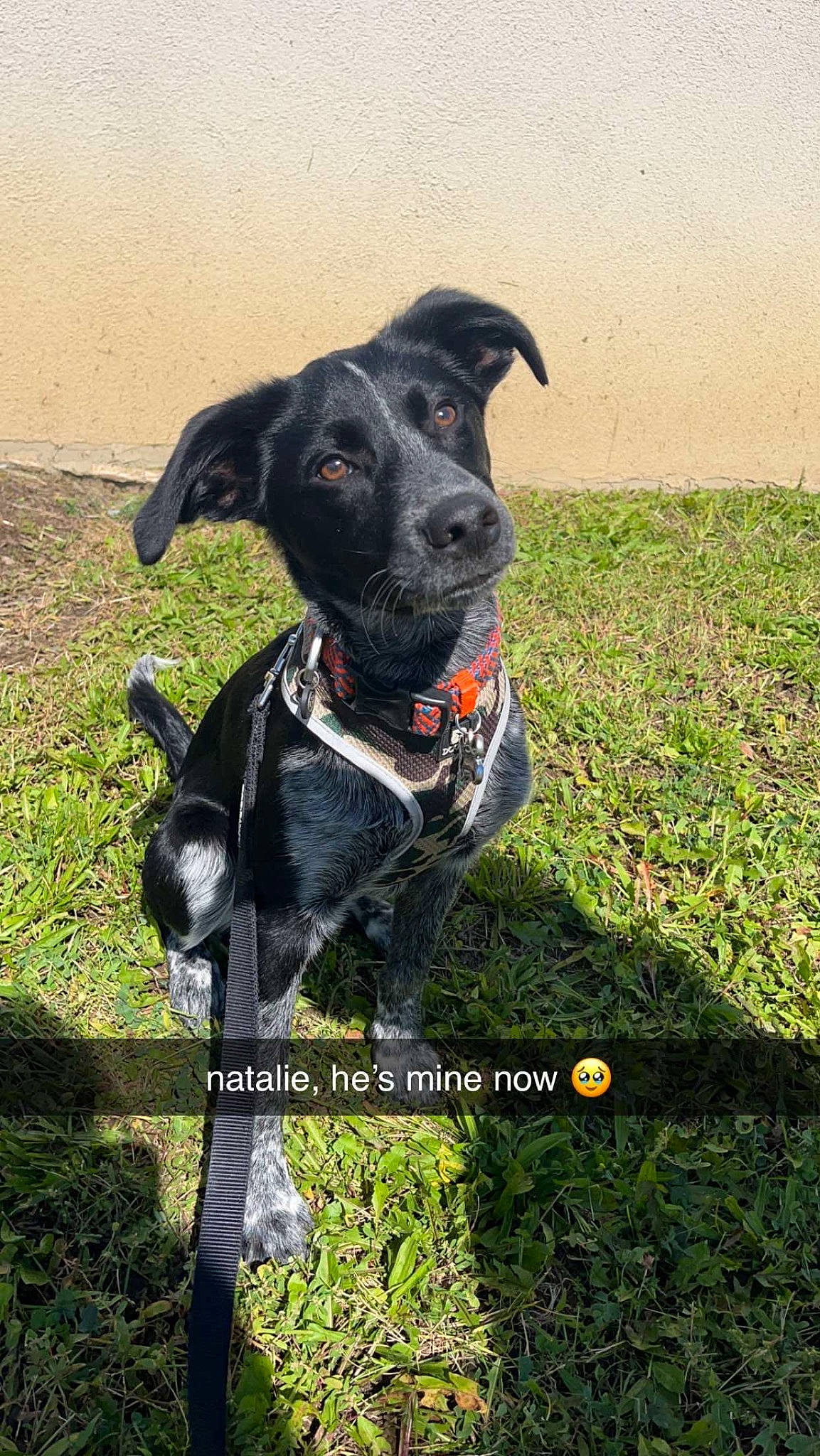 Asher joined the competition — help win amazing prizes! adventure, borador, canidae, carnivore, collar, companion_dog, dog, dog_breed, dog_collar, dog_supply, fashion_accessory, grass, guard_dog, gun_dog, non_sporting_group, pet_supply, plant, sporting_group, working_animal, working_dog