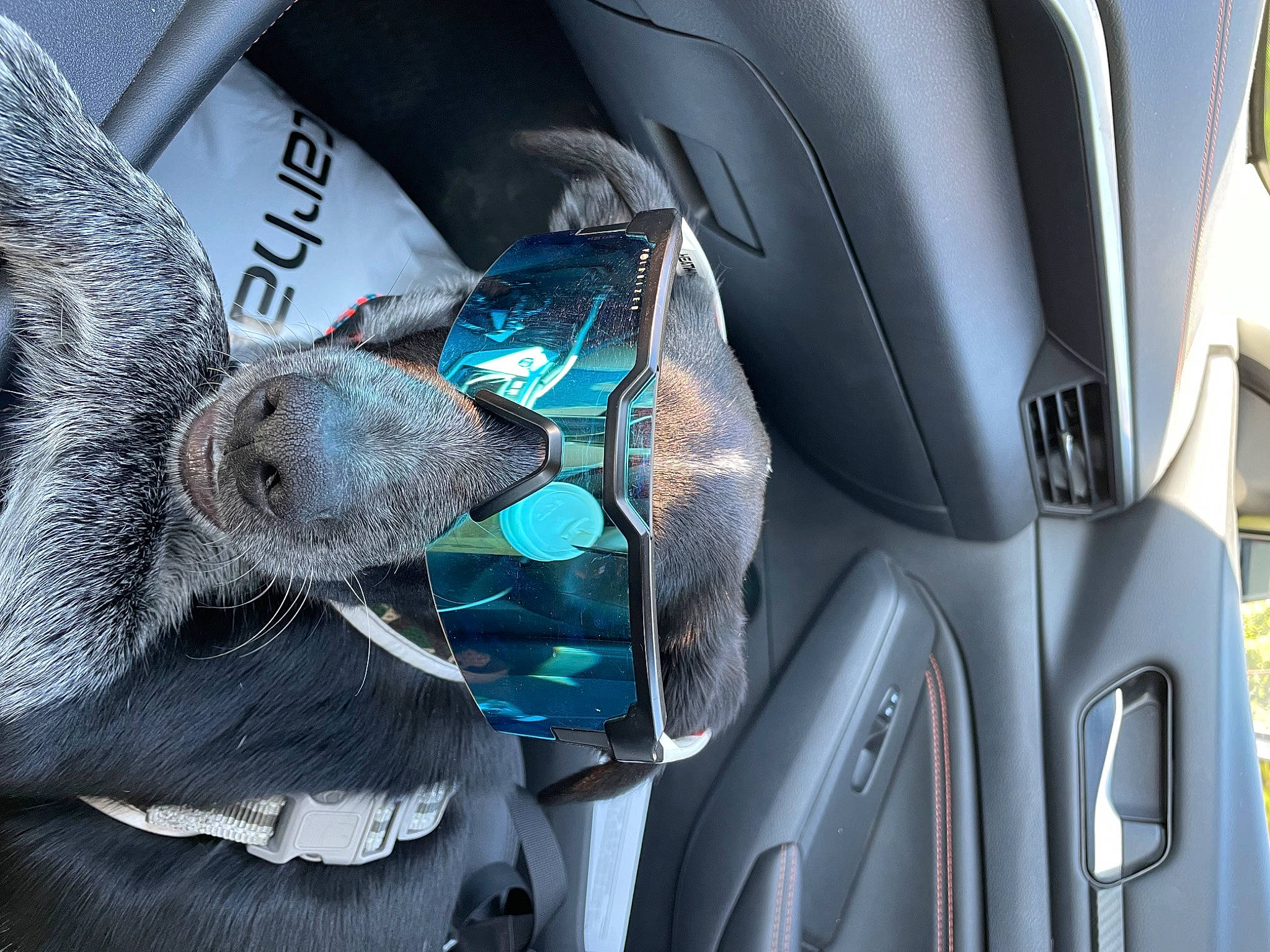 Asher joined the competition — help win amazing prizes! auto_part, automotive_design, automotive_exterior, automotive_tire, car, car_seat, car_seat_cover, electric_blue, family_car, fur, grey, head_restraint, luxury_vehicle, motor_vehicle, personal_luxury_car, plant, seat_belt, stuffed_toy, vehicle, vehicle_door