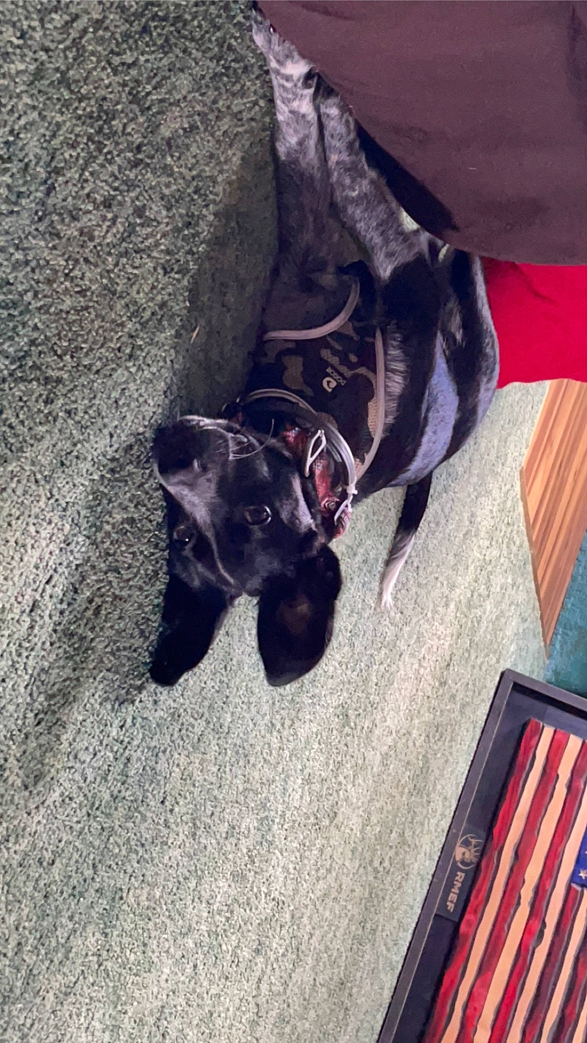 Asher is registered to the contest to win money with this photo: canidae, carmine, carnivore, collar, companion_dog, dog, dog_breed, dog_supply, electric_blue, fashion_accessory, felidae, flooring, fur, human_leg, magenta, mammal, pet_supply, sporting_group, tail, tints_and_shades