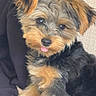 adorable, animal, companion, cozy, cute, cute_pet, dog, ears, eyes, fluffy, friendly, fur, indoors, pet, portrait, puppy, sitting, small_dog, soft, tongue_out