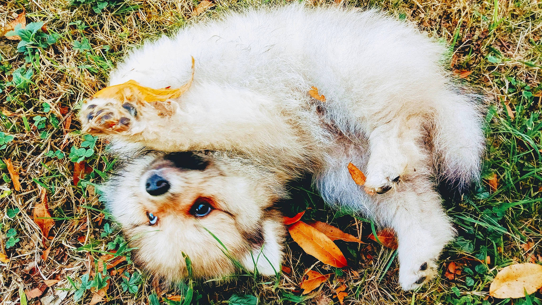 Fox a rejoint le concours — aidez-le/la à gagner de superbes lots ! canidae, carnivore, chicken, companion_dog, dog_breed, fawn, felidae, flower, fur, grass, plant, sheep, small_to_medium_sized_cats, snout, sporting_group, tail, terrestrial_animal, terrier, toy_dog, whiskers