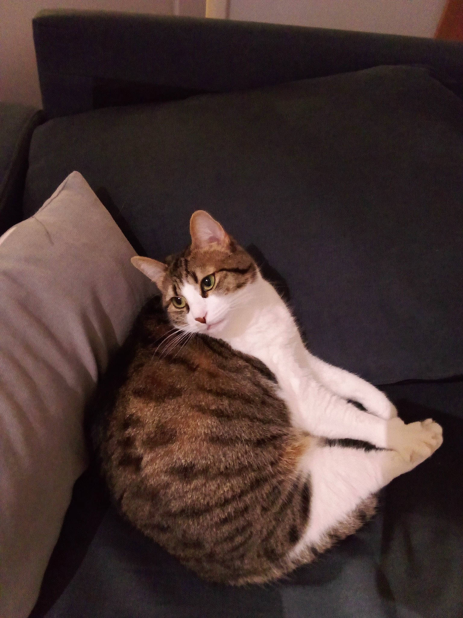 Rebelle a rejoint le concours — aidez-le/la à gagner de superbes lots ! carnivore, cat, comfort, couch, domestic_short_haired_cat, fawn, felidae, flooring, fur, grey, hardwood, linens, mammal, paw, small_to_medium_sized_cats, snout, tail, textile, whiskers, wood