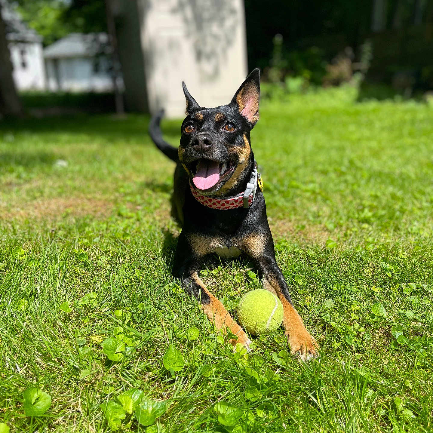 Pippa Squeak joined the competition — help win amazing prizes! animal, ball, canine, dog, football, germanshepherd, grass, hound, lawn, pet, plant, policedog, puppy, racket, soccer, soccerball, sphere, sport, tennis, tennisball