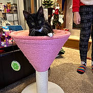 Java Bean joined the competition — help win amazing prizes! carpet, cat, cat_tree, christmas_tree, cone_shaped, curtains, fireplace, furniture, holiday_decor, indoor, kitten, leggings, living_room, person, pink, rainbow_socks, stockings, toy, tuxedo_cat, window