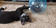 Java Bean joined the competition — help win amazing prizes! animal, black_and_white_cat, carpet, cat, close_up, curious, exercise_ball, floor, furniture, gaming_console, hamster_ball, indoor, nintendo_switch, paw, pet, pet_toy, plastic_ball, playful, technology, whiskers