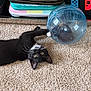animal, black_and_white_cat, carpet, cat, close_up, curious, exercise_ball, floor, furniture, gaming_console, hamster_ball, indoor, nintendo_switch, paw, pet, pet_toy, plastic_ball, playful, technology, whiskers
