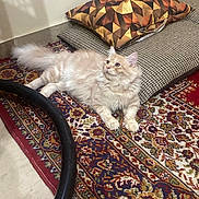 Veedie joined the competition — help win amazing prizes! cat, fluffy, carpet, cushion, indoor, floor, vacuum_hose, patterned, relaxed, feline, cream_colored, pet, home, cozy, curious, resting, domestic, animal, soft, living_room