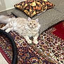 Veedie joined the competition — help win amazing prizes! cat, fluffy, carpet, cushion, indoor, floor, patterned, resting, relaxed, pet, animal, feline, cream_color, home, decor, looking, curious, soft, cozy, texture