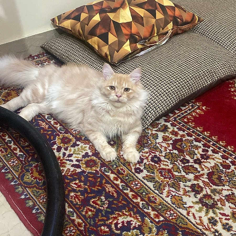 Veedie joined the competition — help win amazing prizes! animal, carpet, cat, cozy, cream_color, curious, cushion, decor, feline, floor, fluffy, home, indoor, looking, patterned, pet, relaxed, resting, soft, texture