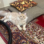 Bel joined the competition — help win amazing prizes! cat, fluffy, carpet, cushion, indoor, floor, patterned, resting, relaxed, pet, animal, feline, cream_color, home, decor, looking, curious, soft, cozy, texture