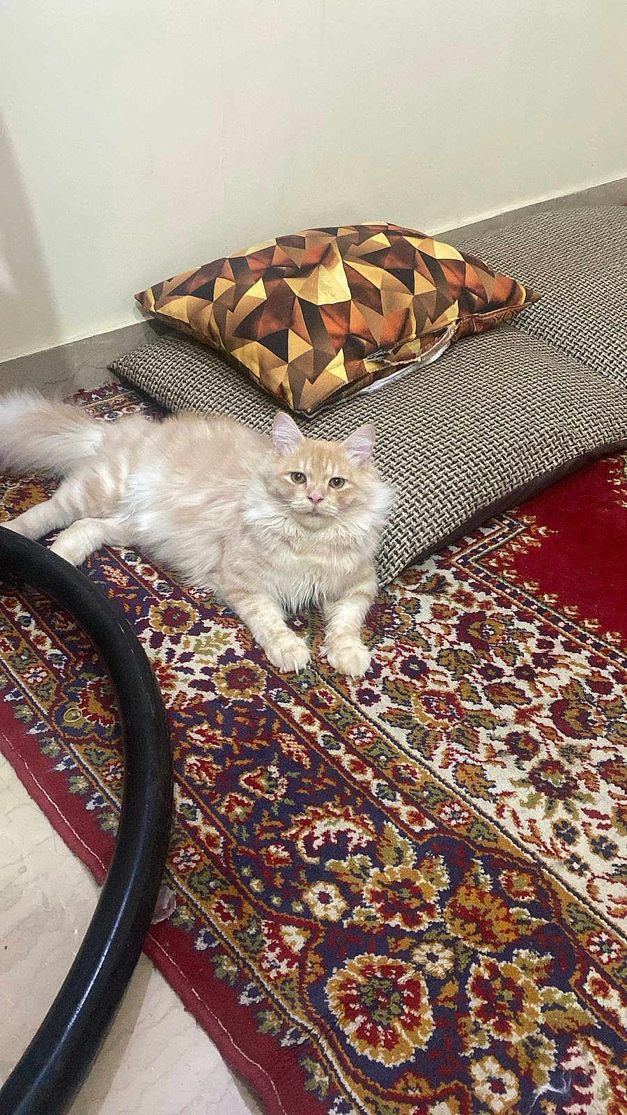 Bel