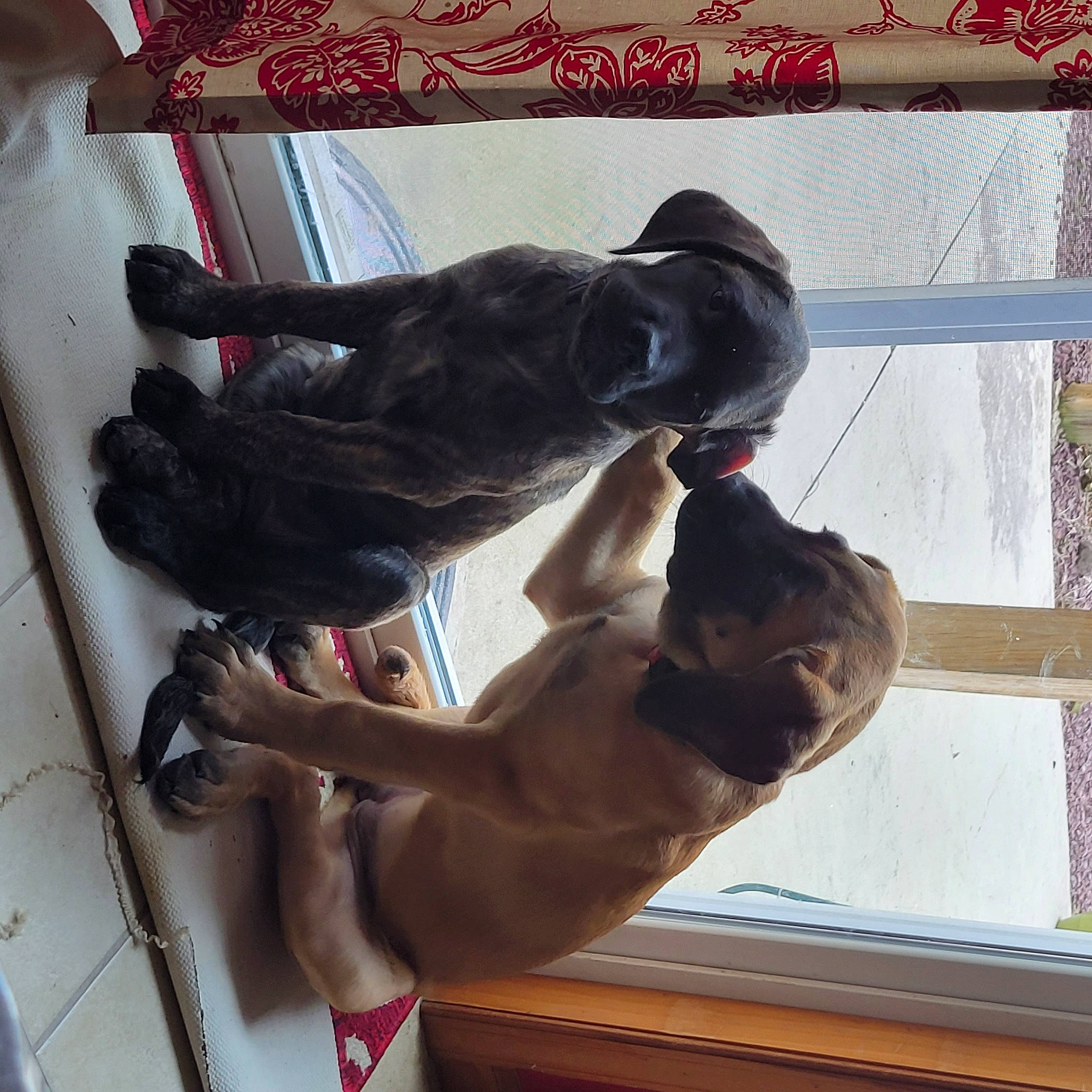 Ruby And Topaz is registered to the contest to win money with this photo: canidae, carnivore, comfort, companion_dog, dog, dog_breed, elbow, fawn, felidae, fur, gesture, guard_dog, human_leg, small_to_medium_sized_cats, snout, sporting_group, tail, thigh, window, wrist