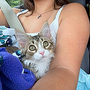 Kaito is registered to the contest to win money with this photo: kitten, cat, pet, animal, eyes, pink_nose, whiskers, fur, blanket, purple_blanket, seatbelt, car_interior, passenger, arm, hand, necklace, toy, cozy, portrait, close_up