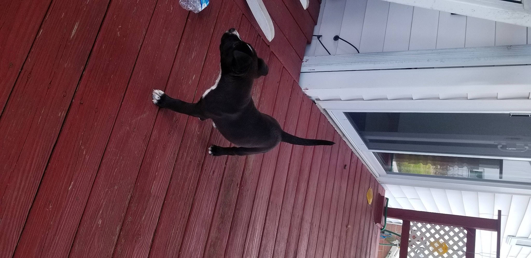 Bella Fiscus is registered to the contest to win money with this photo: black_cat, canidae, carnivore, cat, dog_breed, fawn, felidae, small_to_medium_sized_cats, tail